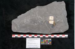 Foto (Objekt + Etikett) von Senftenbergia crenata Lindl. et H. (NHMW-GEO-2024-0188-10949)